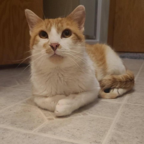 Ziggy, an adoptable Domestic Short Hair in Wadena, MN, 56482 | Photo Image 1