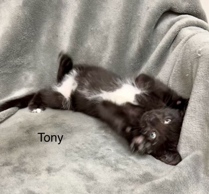 Tony 2