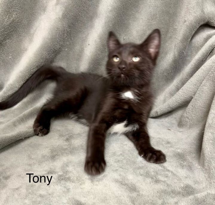 Tony 3