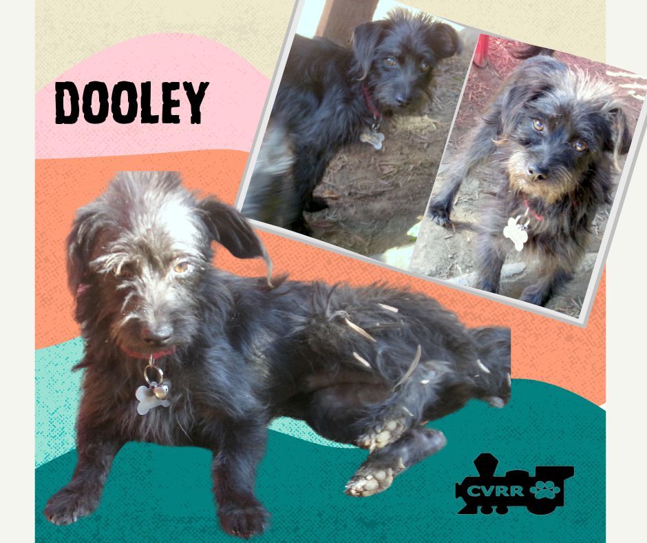 Dooley, an adoptable Schnauzer, Terrier in LINDSAY, CA, 93247 | Photo Image 1