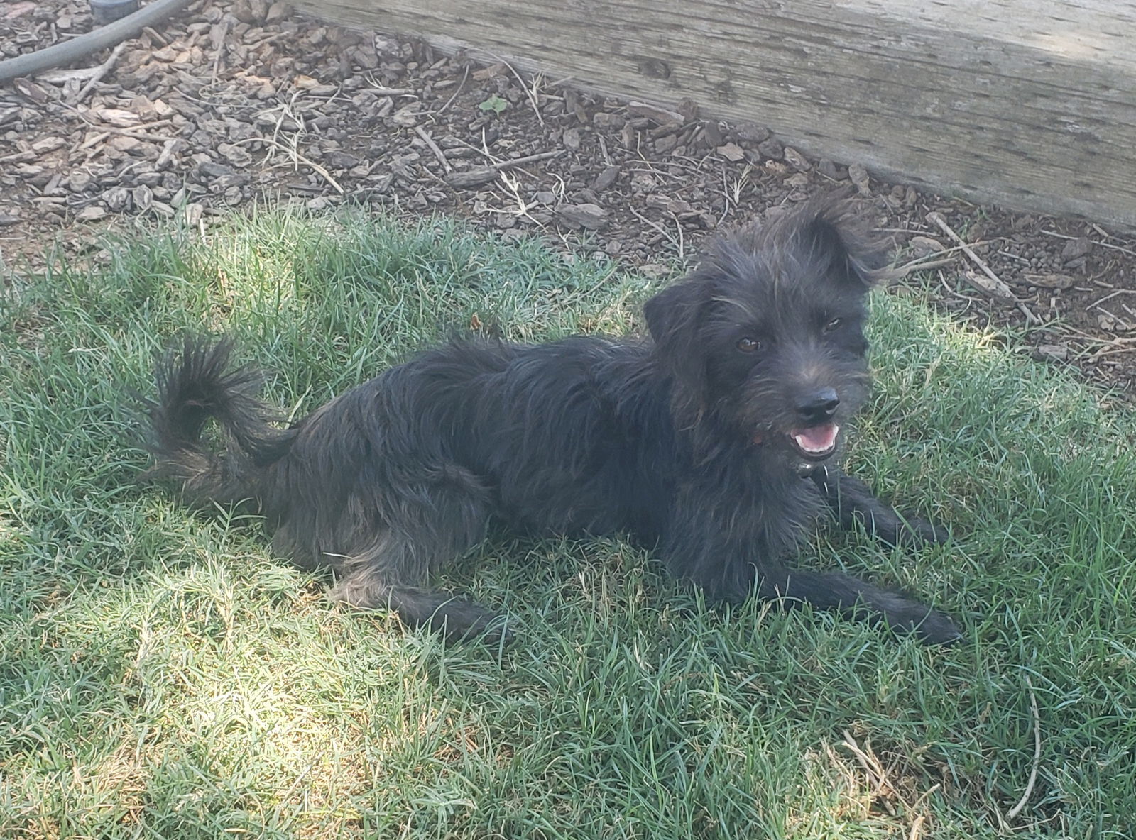 Dooley, an adoptable Schnauzer, Terrier in LINDSAY, CA, 93247 | Photo Image 2