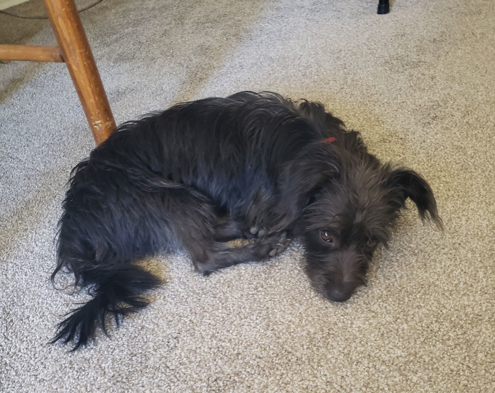 Dooley, an adoptable Schnauzer, Terrier in LINDSAY, CA, 93247 | Photo Image 3