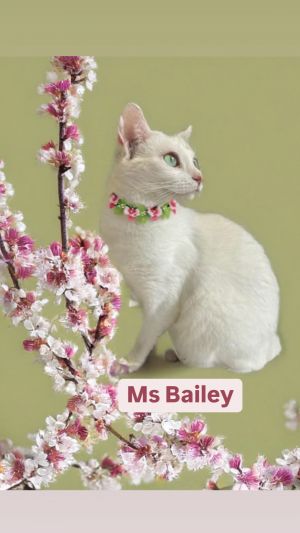 Ms Bailey at Martinez Pet Food Express May 24th