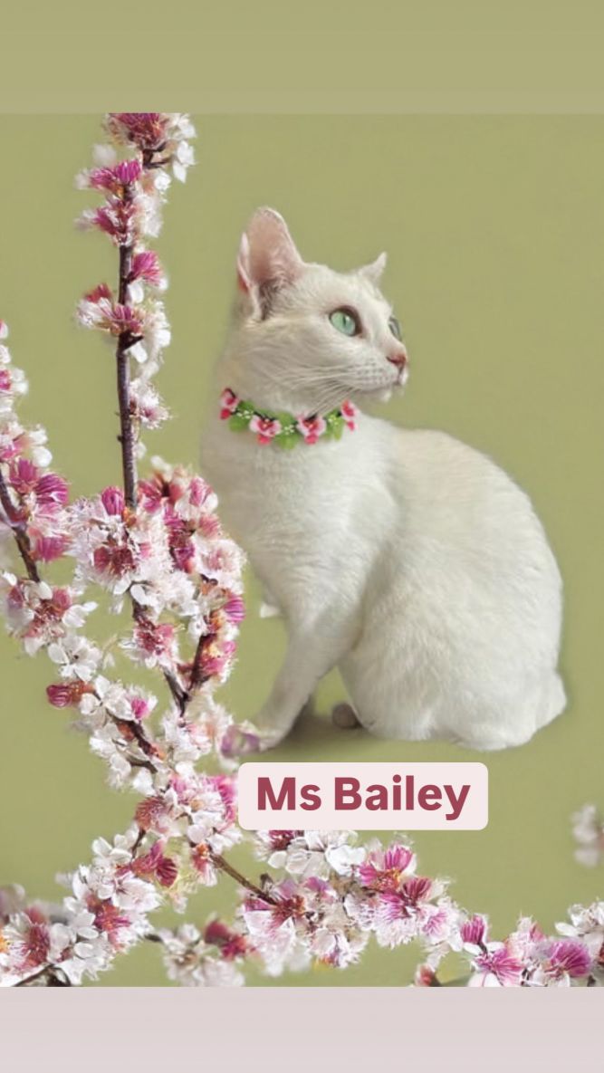 Ms Bailey at Martinez Pet Food Express May 24th