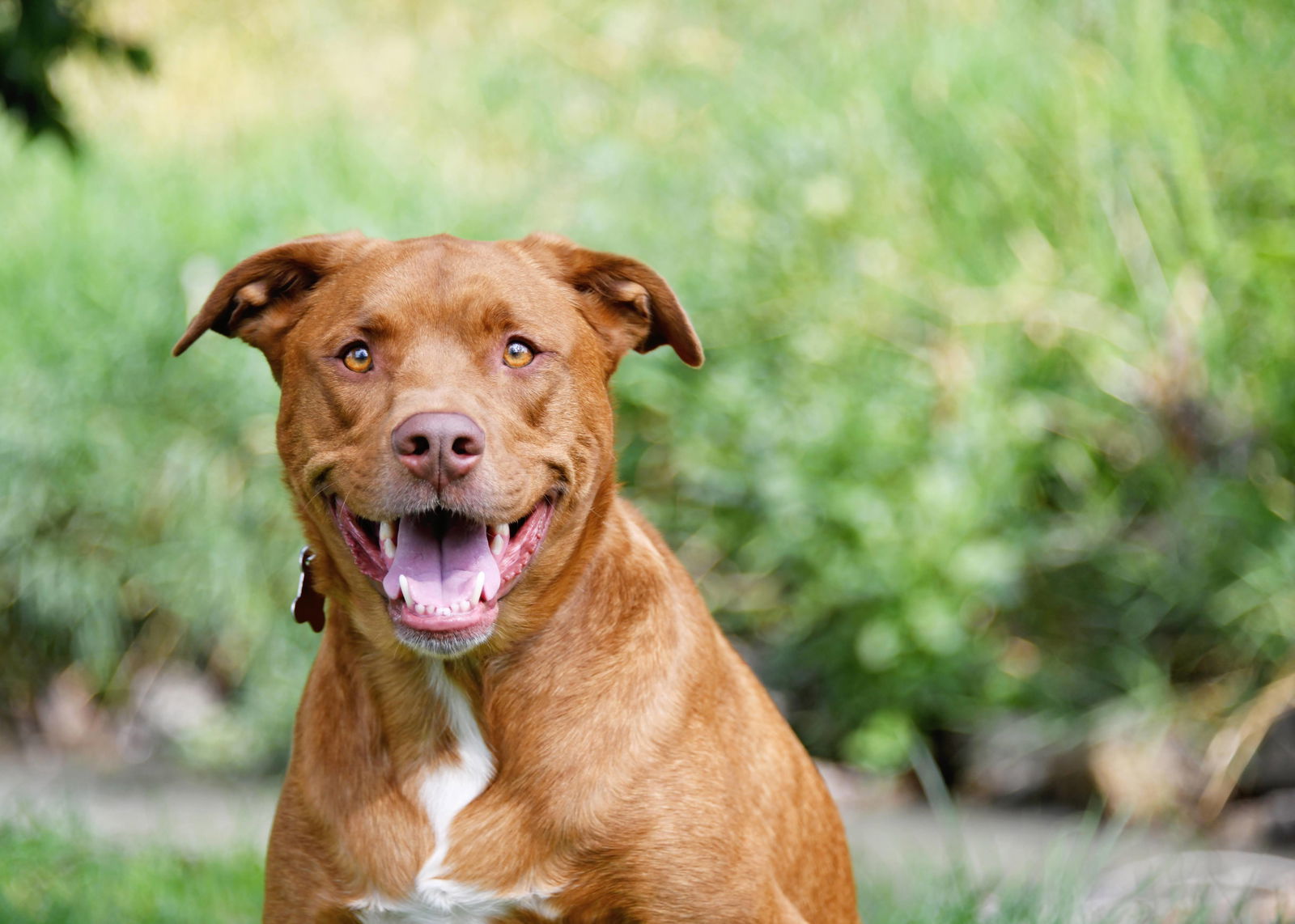 Bragan, an adoptable Labrador Retriever in Salt Lake City, UT, 84171 | Photo Image 1