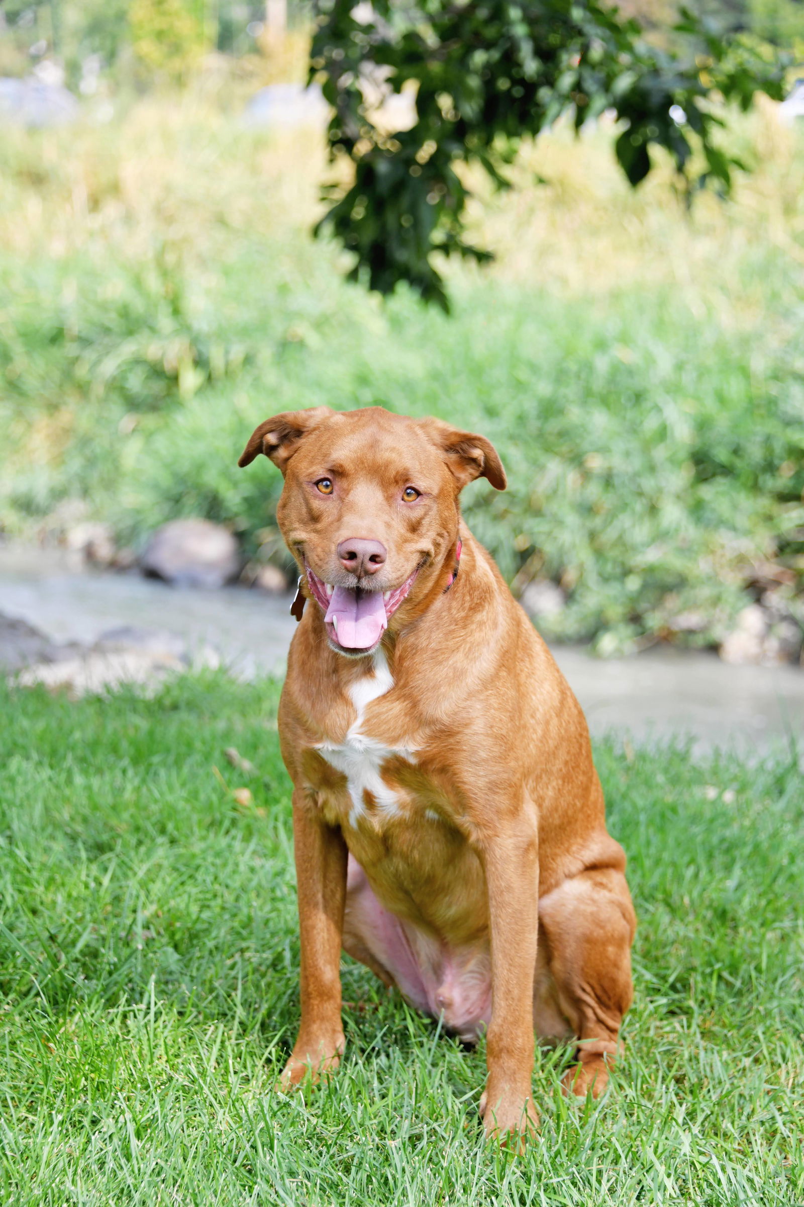 Bragan, an adoptable Labrador Retriever in Salt Lake City, UT, 84171 | Photo Image 2