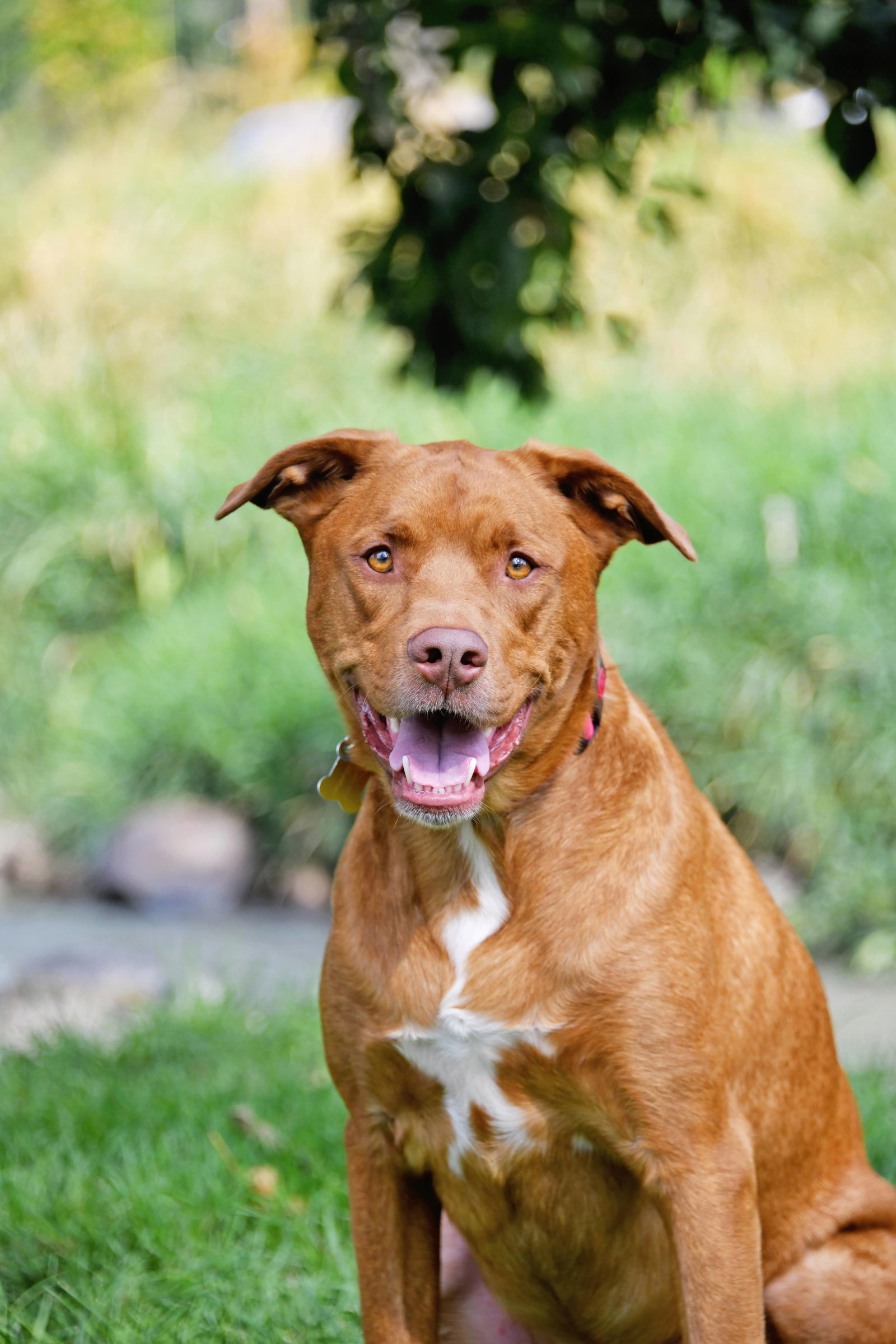 Bragan, an adoptable Labrador Retriever in Salt Lake City, UT, 84171 | Photo Image 3