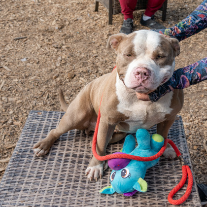 Tuffy - IN FOSTER 2