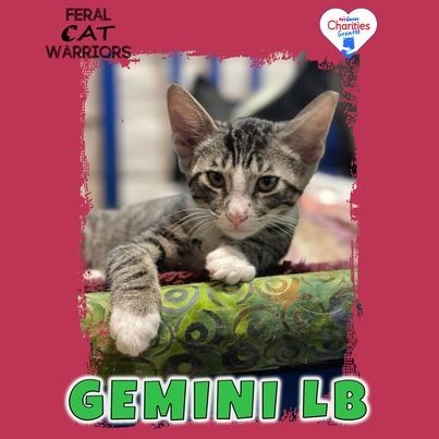 Gemini LB, an adoptable Domestic Short Hair in Kingman, AZ, 86401 | Photo Image 1