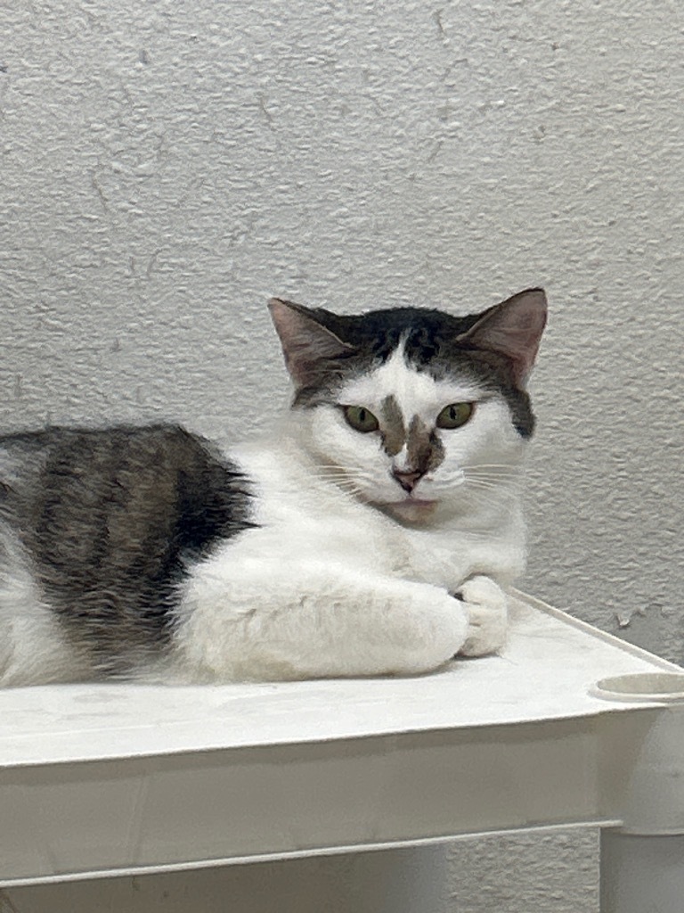 Winnie, an adoptable Domestic Medium Hair in Grand Junction, CO, 81501 | Photo Image 1