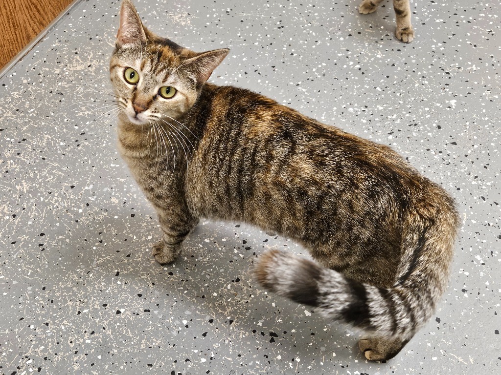 LucyBelle, an adoptable Tabby in Grand Junction, CO, 81501 | Photo Image 1