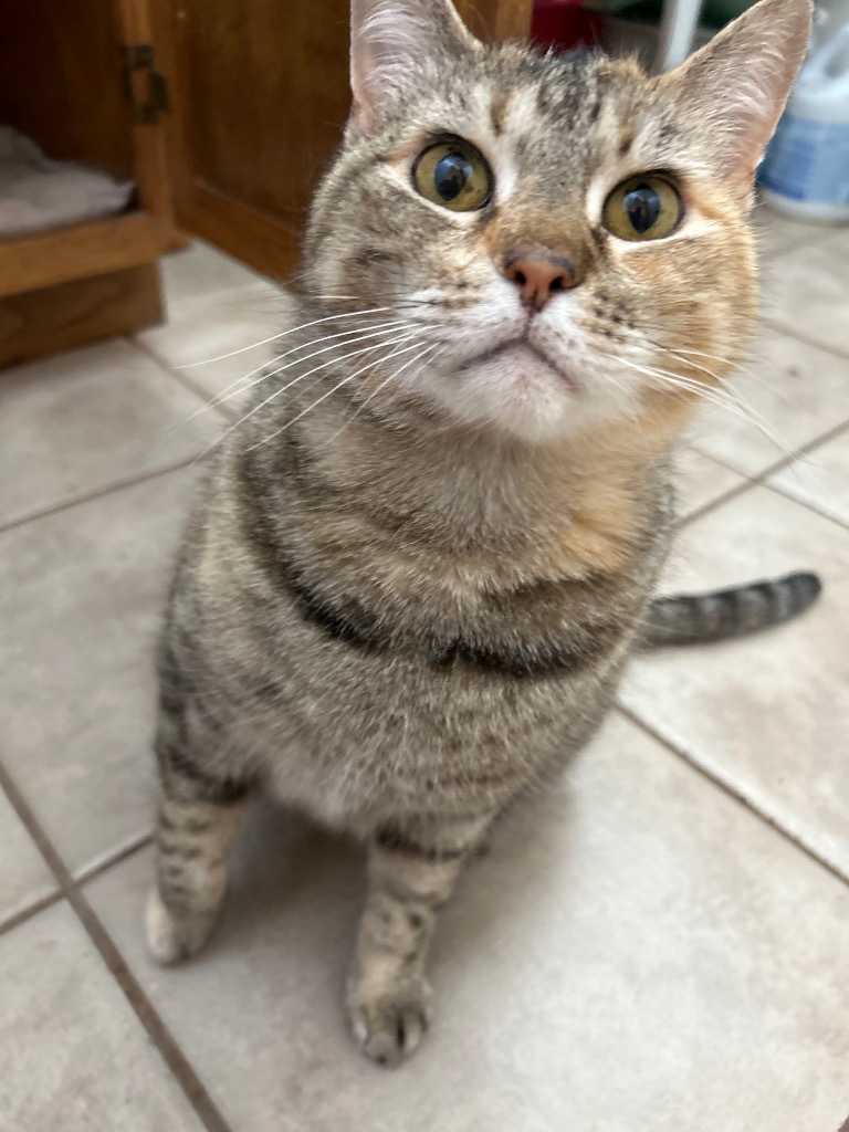 LucyBelle, an adoptable Tabby in Grand Junction, CO, 81501 | Photo Image 2