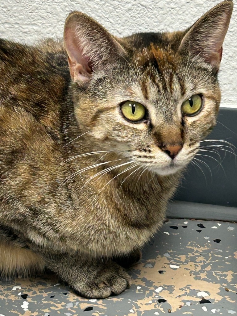 LucyBelle, an adoptable Tabby in Grand Junction, CO, 81501 | Photo Image 3