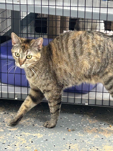 LucyBelle, an adoptable Tabby in Grand Junction, CO, 81501 | Photo Image 3