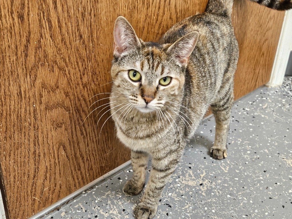 LucyBelle, an adoptable Tabby in Grand Junction, CO, 81501 | Photo Image 4