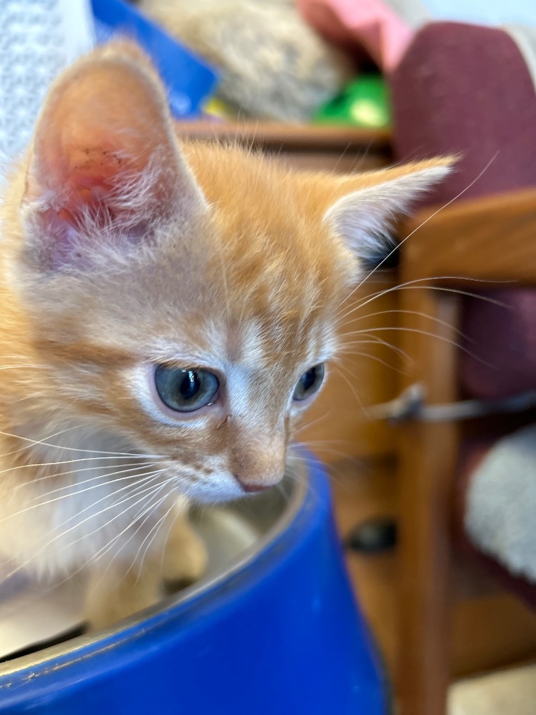 Conan, an adoptable Tabby in Grand Junction, CO, 81501 | Photo Image 1