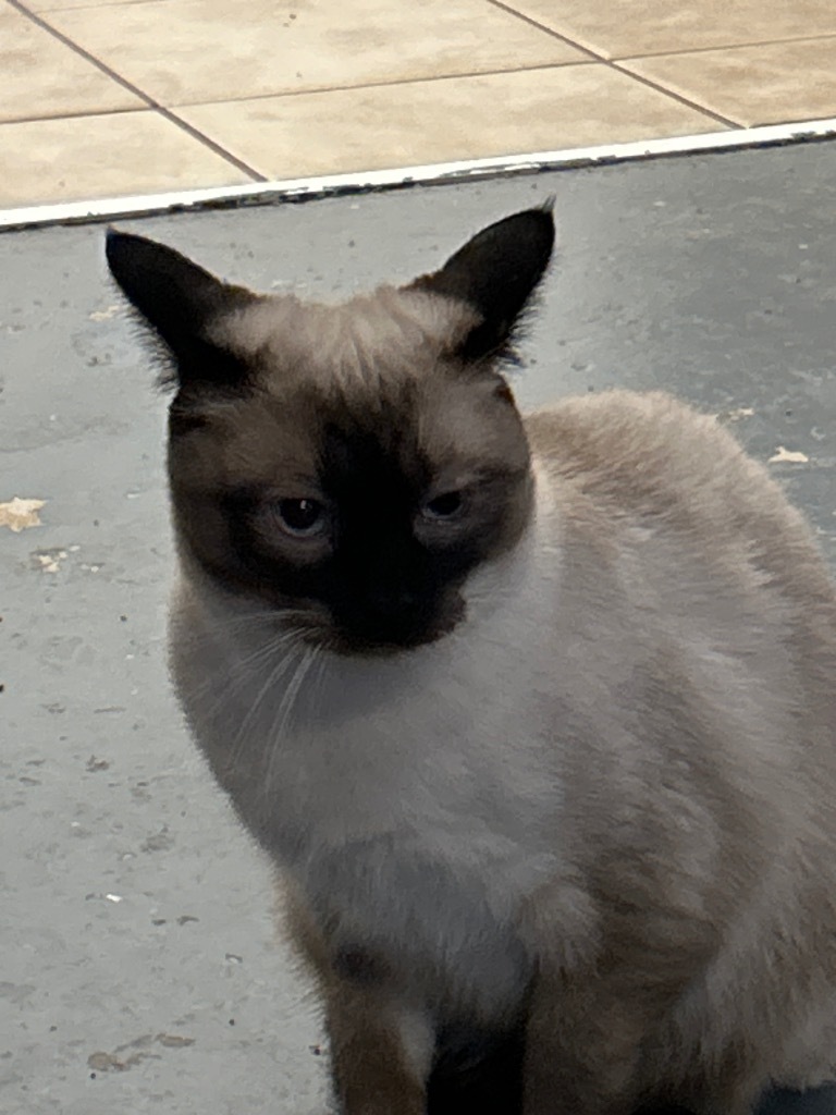 Simone, an adoptable Siamese in Grand Junction, CO, 81501 | Photo Image 1