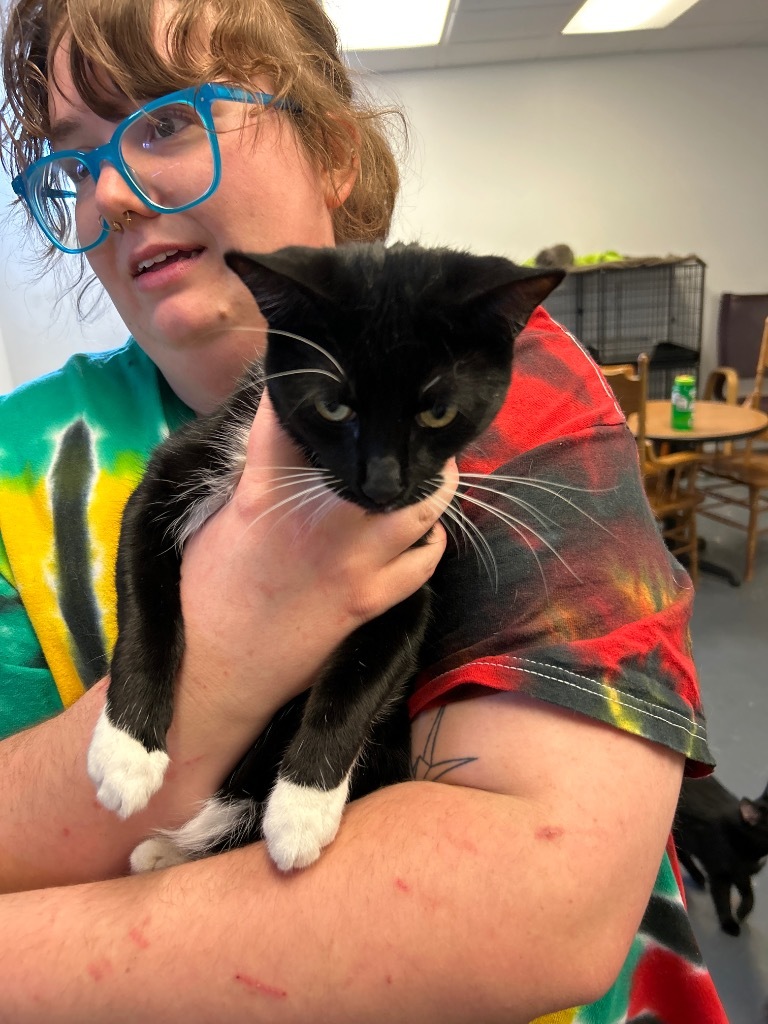 Slinky, an adoptable Domestic Short Hair in Grand Junction, CO, 81501 | Photo Image 1