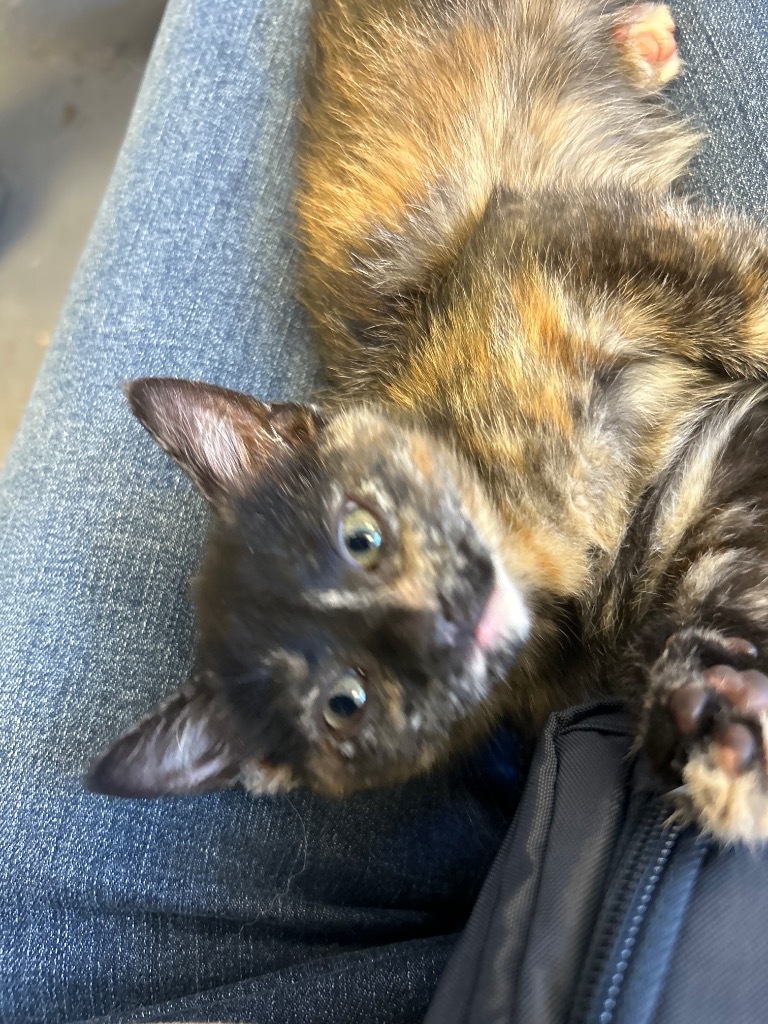 Catalina, an adoptable Abyssinian in Grand Junction, CO, 81501 | Photo Image 1