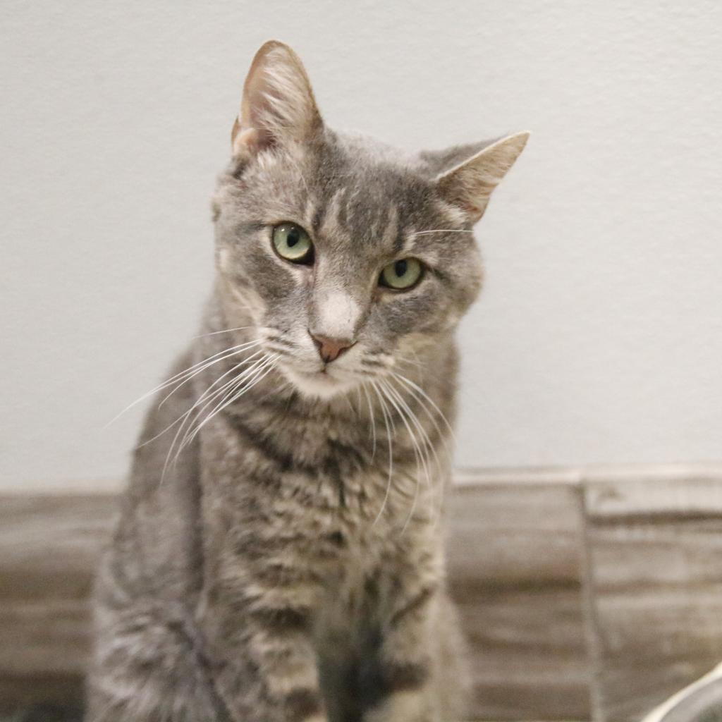 Darling, an adoptable Domestic Short Hair in West Des Moines, IA, 50265 | Photo Image 1