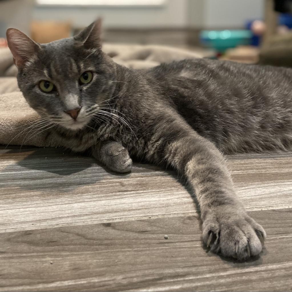 Darling, an adoptable Domestic Short Hair in West Des Moines, IA, 50265 | Photo Image 2