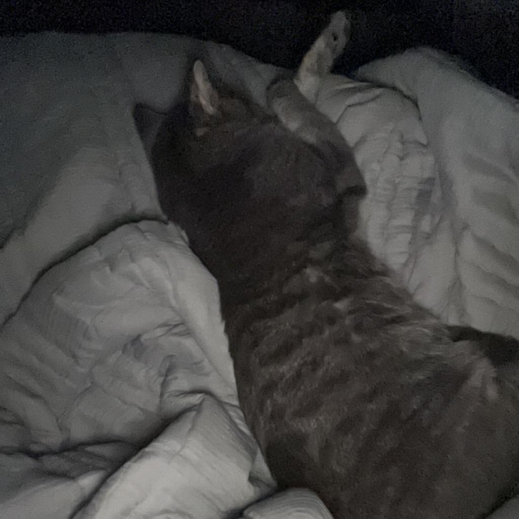 Darling, an adoptable Domestic Short Hair in West Des Moines, IA, 50265 | Photo Image 3