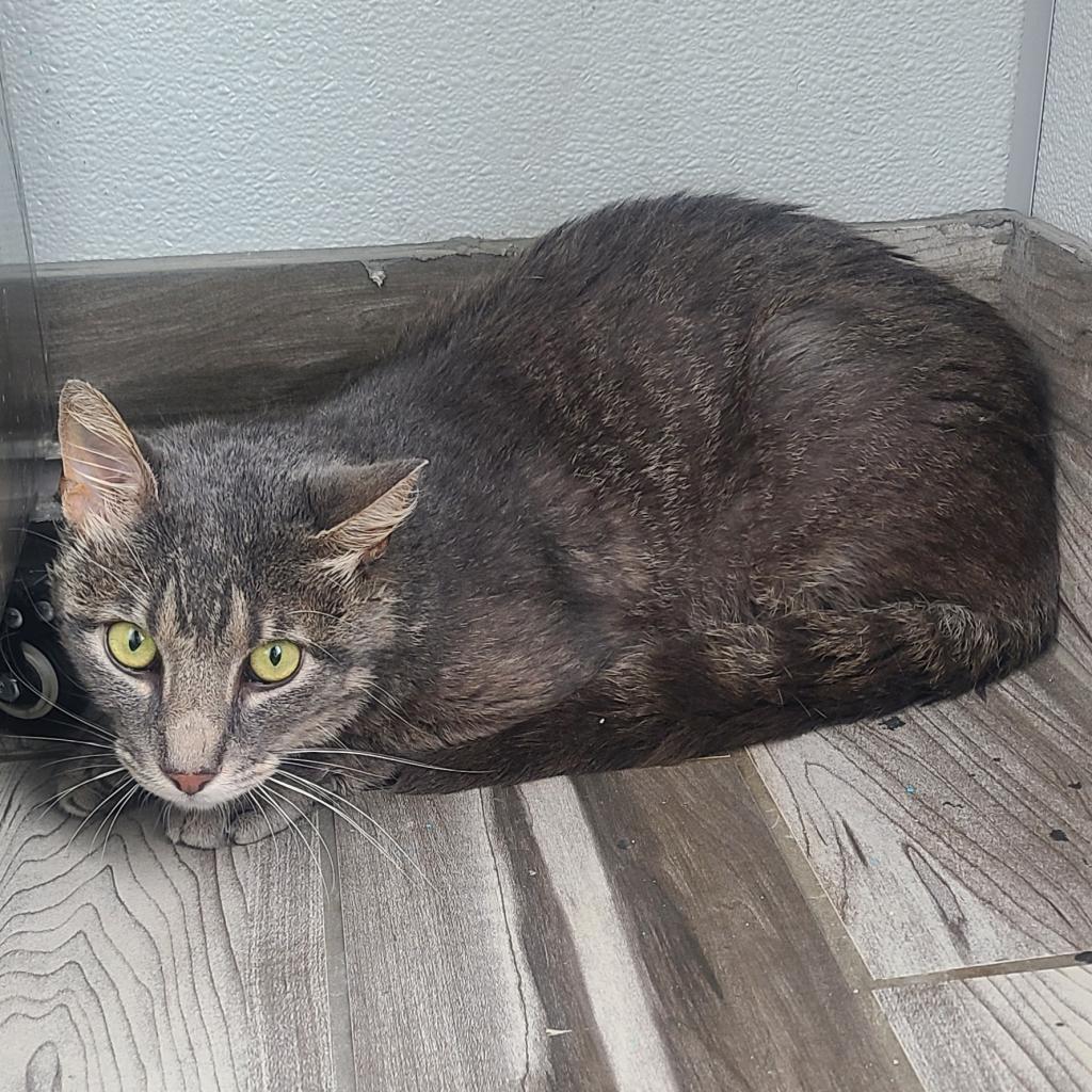 Darling, an adoptable Domestic Short Hair in West Des Moines, IA, 50265 | Photo Image 4