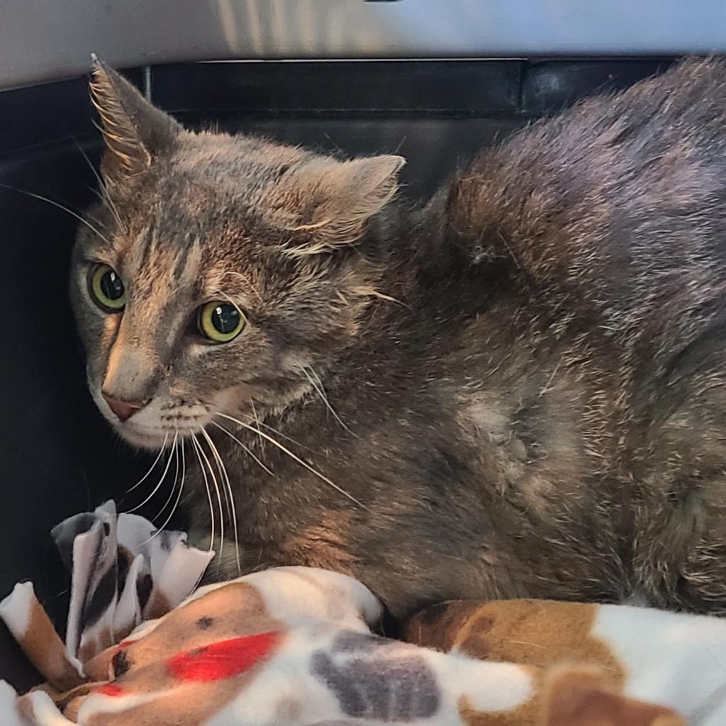 Darling, an adoptable Domestic Short Hair in West Des Moines, IA, 50265 | Photo Image 5