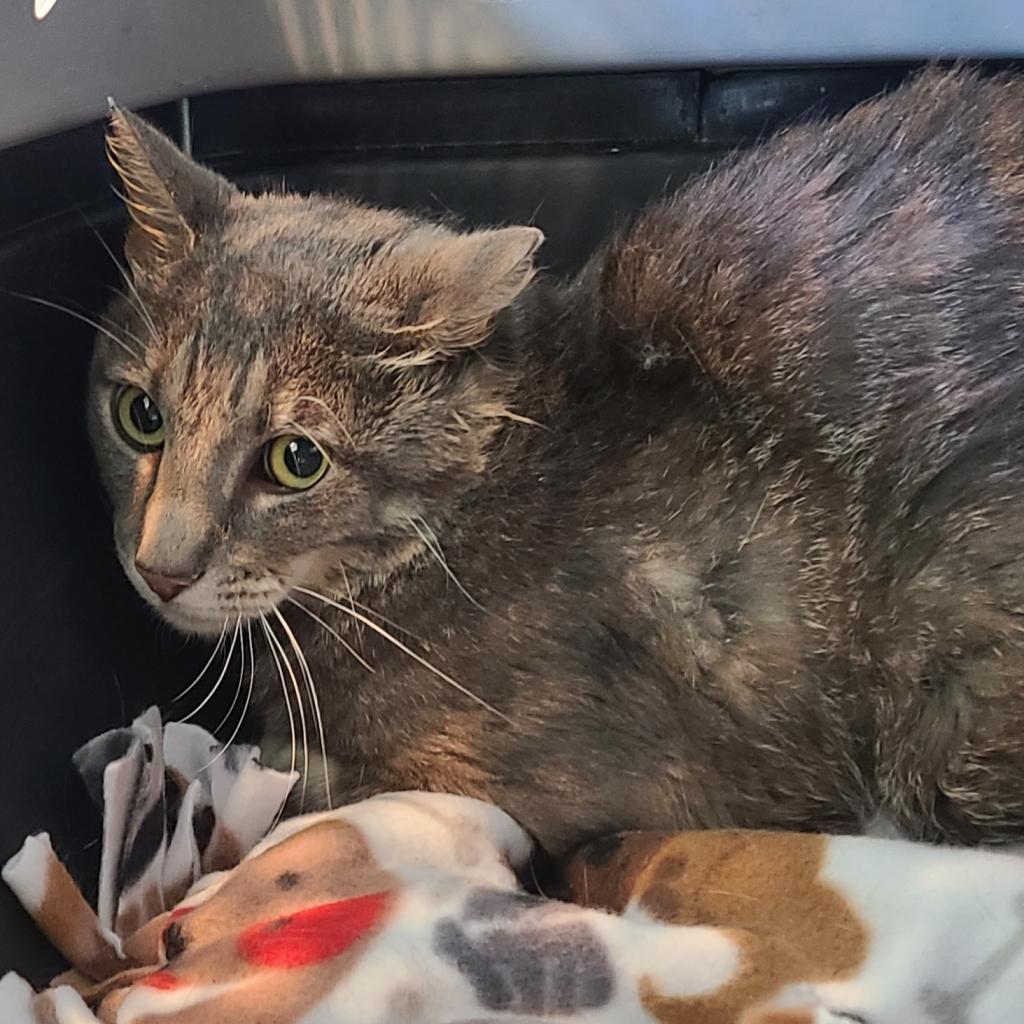 Darling, an adoptable Domestic Short Hair in West Des Moines, IA, 50265 | Photo Image 6