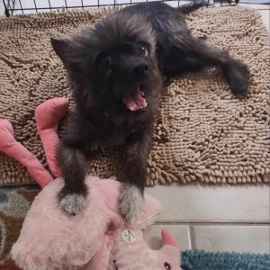 Are you looking for a bold scruffy little dog to add to your family She is one sweet little girl