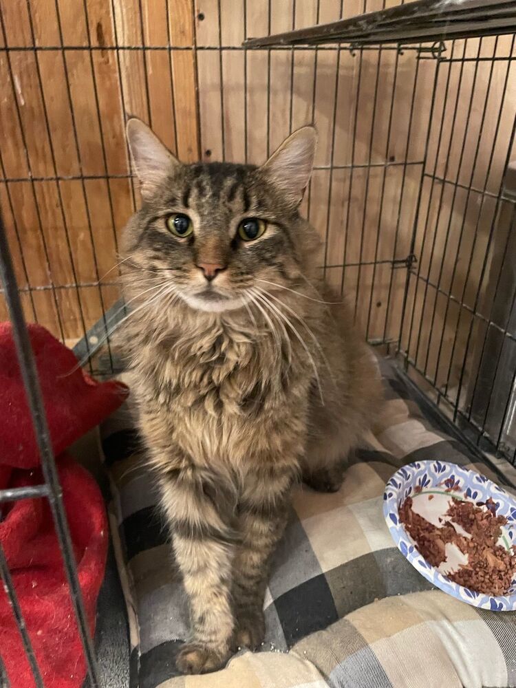 Ali (formerly Alize), an adoptable Domestic Long Hair in Thatcher, AZ, 85552 | Photo Image 1