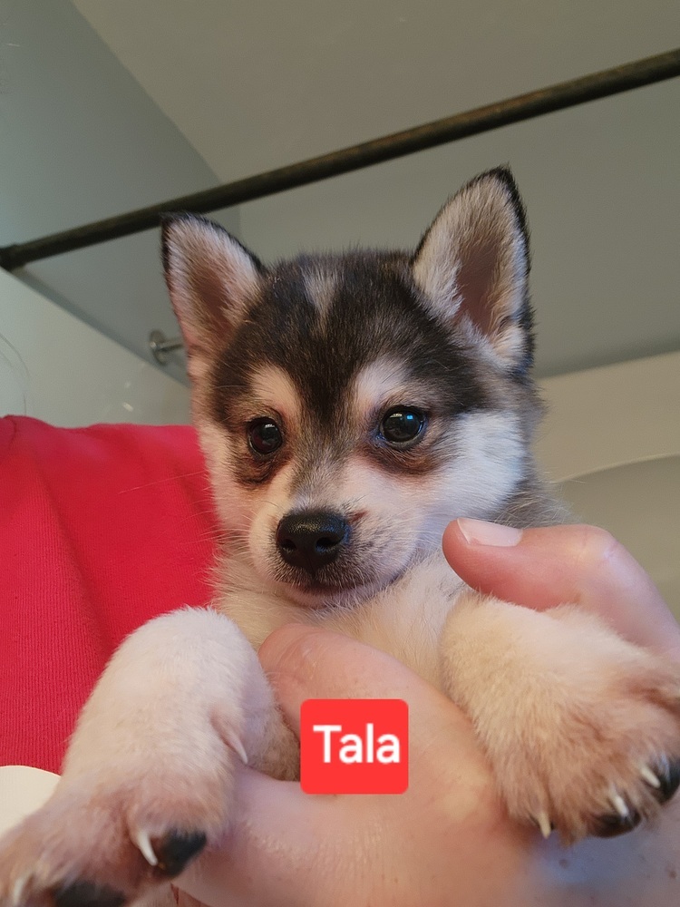 Klee Kai- Tala