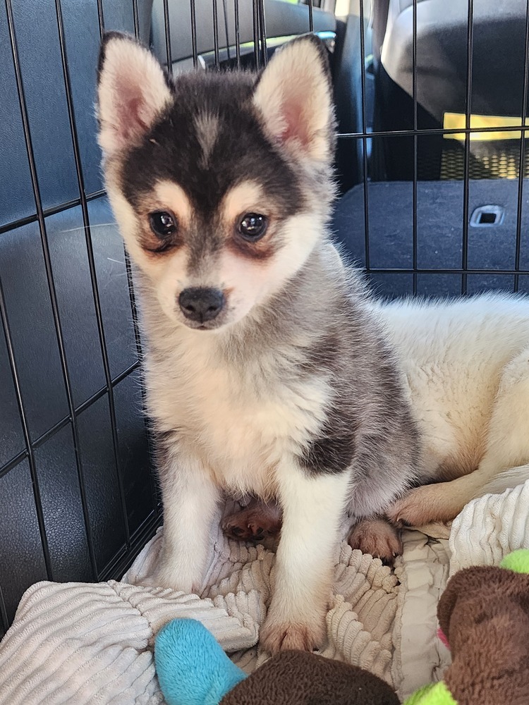 Klee Kai- Tala