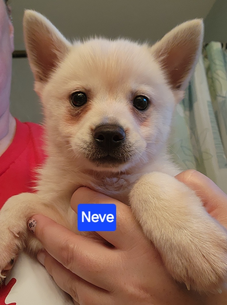 Klee Kai- Neve