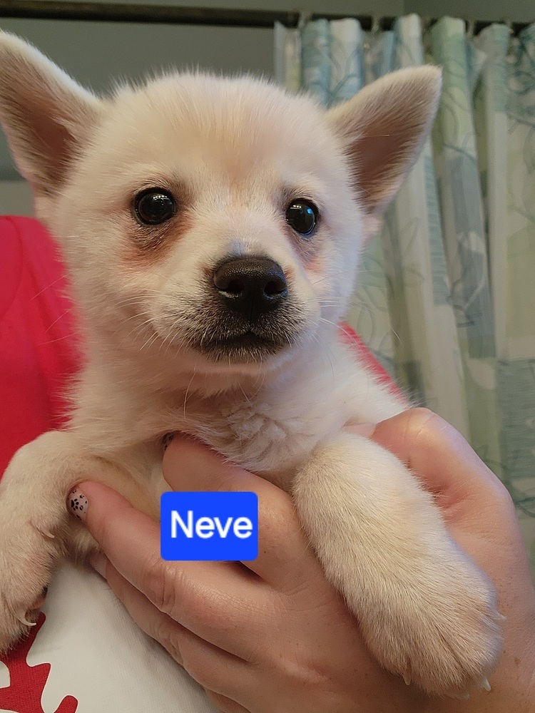 Klee Kai- Neve