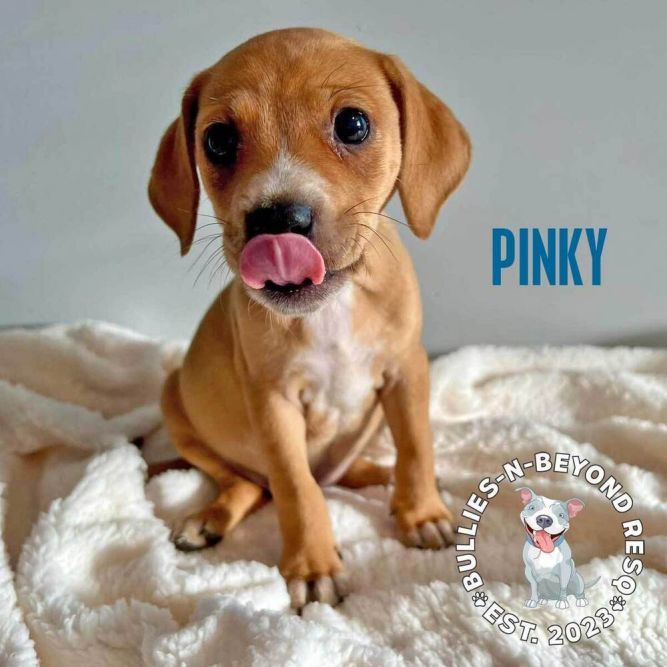 Dog for adoption - PAC-MAN LITTER: Pinky - NO LONGER ACCEPTING ...