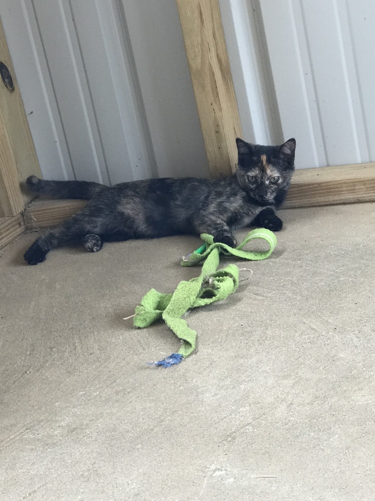 Rose', an adoptable Domestic Short Hair in Crystal Springs, MS, 39059 | Photo Image 1