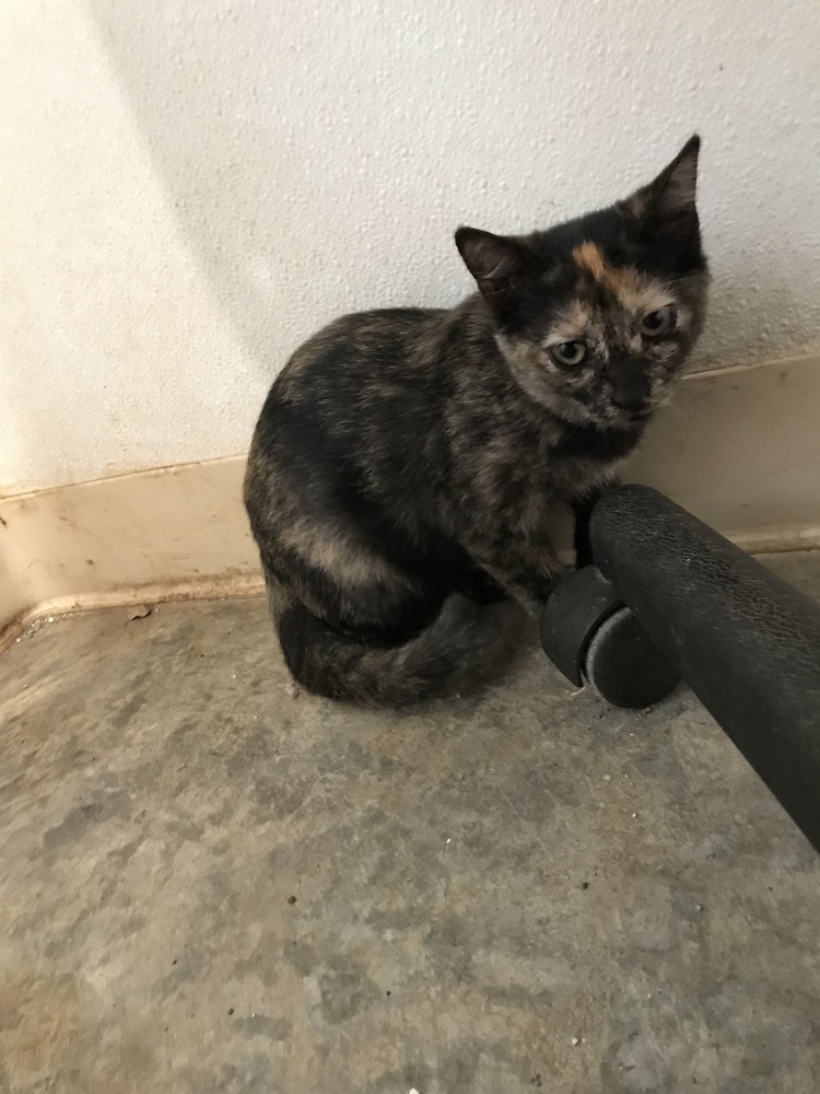 Rose', an adoptable Domestic Short Hair in Crystal Springs, MS, 39059 | Photo Image 3