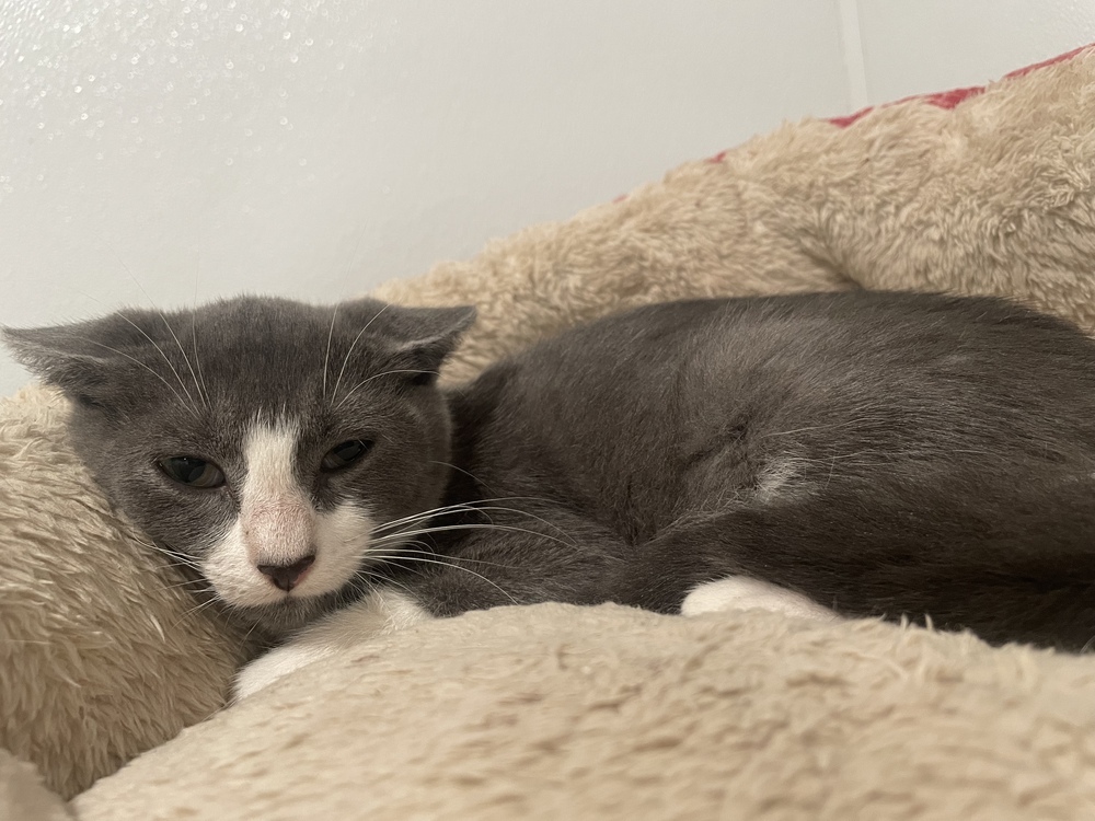 Pinot 24, an adoptable Domestic Short Hair in Crystal Springs, MS, 39059 | Photo Image 1