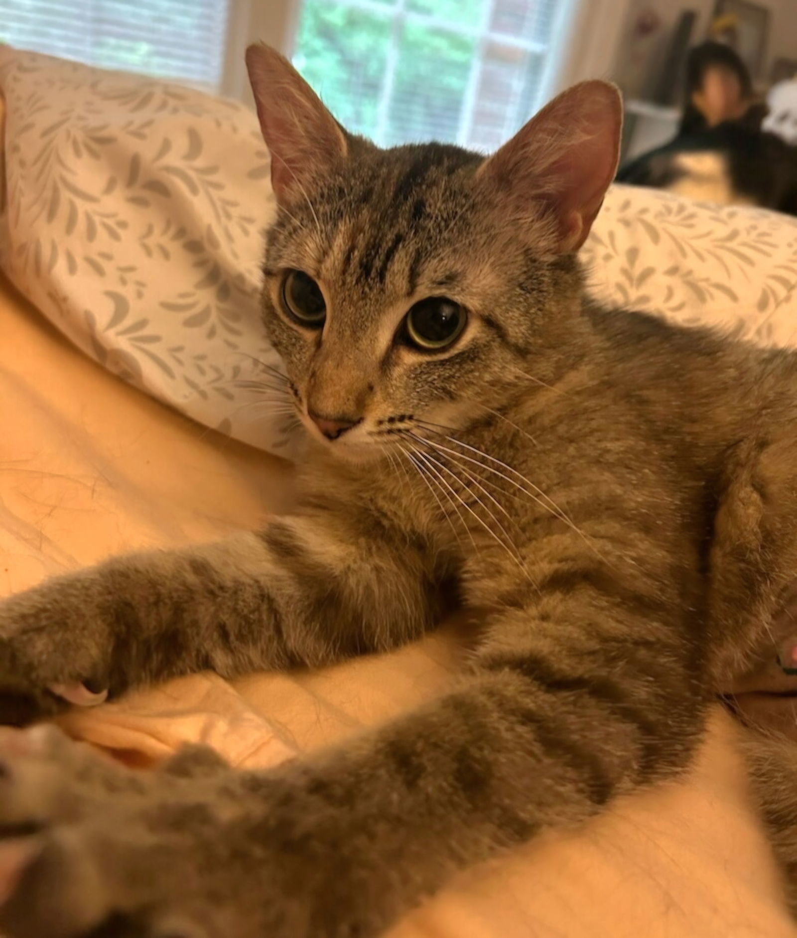 LILLIAN, an adoptable Domestic Short Hair in Franklin, TN, 37069 | Photo Image 1