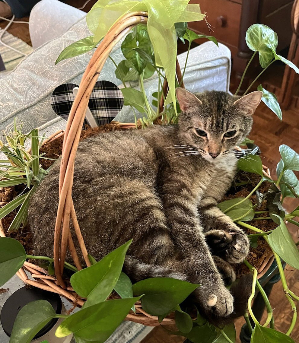 LILLIAN, an adoptable Domestic Short Hair in Franklin, TN, 37069 | Photo Image 2