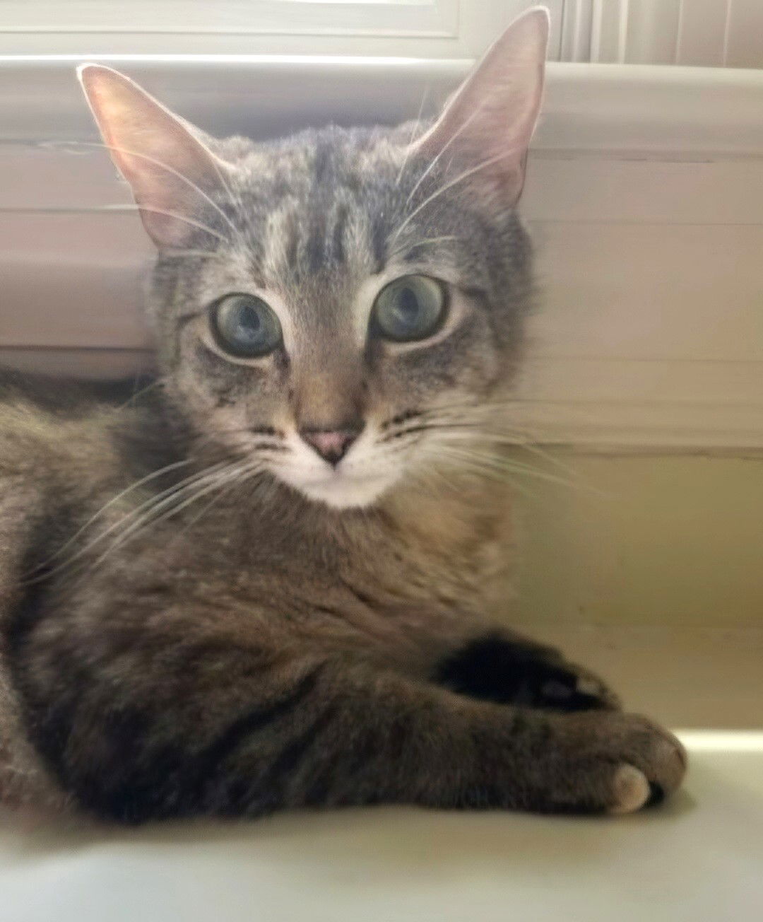 LILLIAN, an adoptable Domestic Short Hair in Franklin, TN, 37069 | Photo Image 3