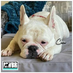 Cora French Bulldog Dog