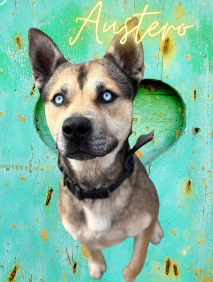 Austero, an adoptable Shepherd, Husky in Napa, CA, 94558 | Photo Image 1