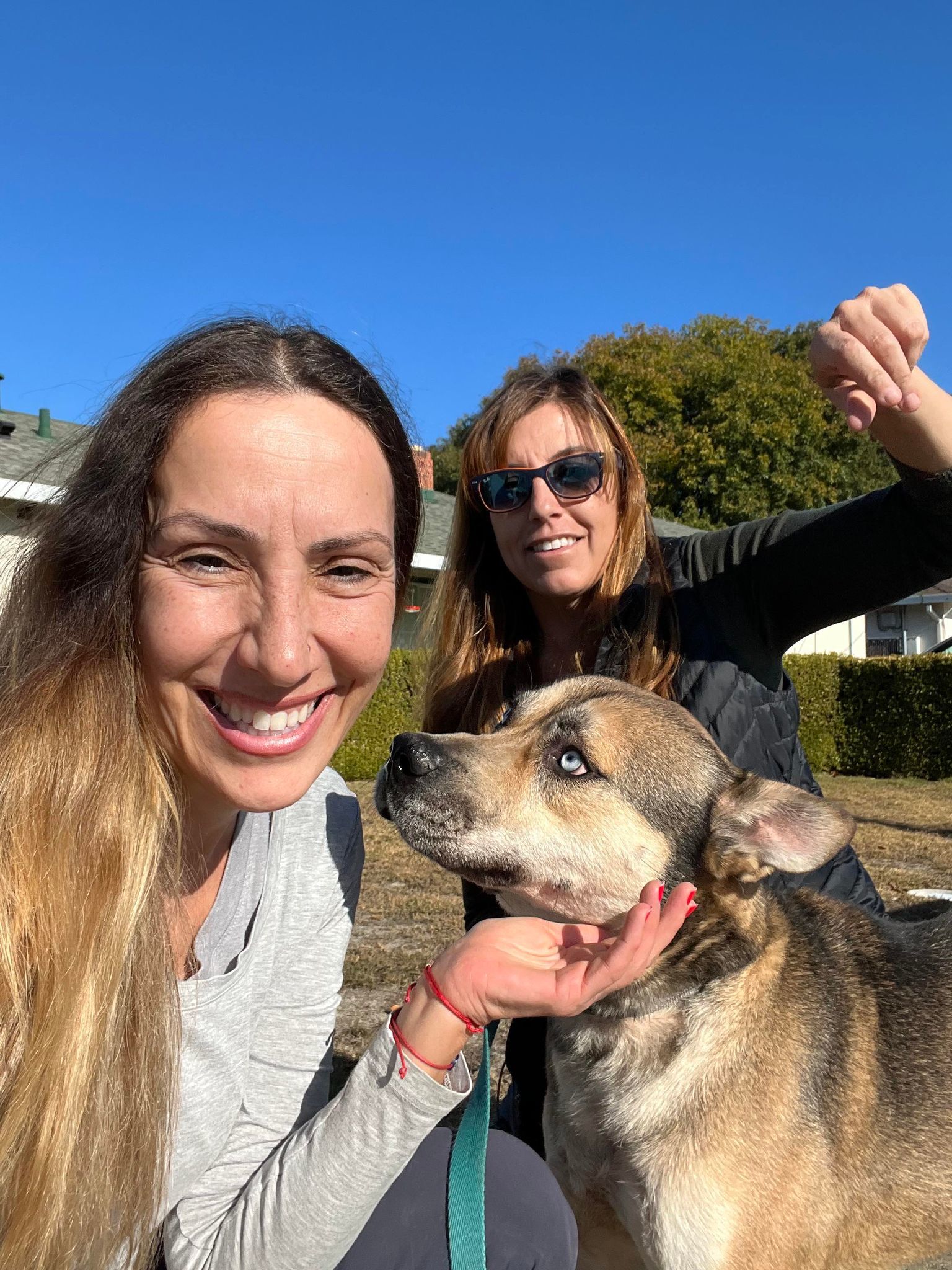 Austero, an adoptable Shepherd, Husky in Napa, CA, 94558 | Photo Image 6