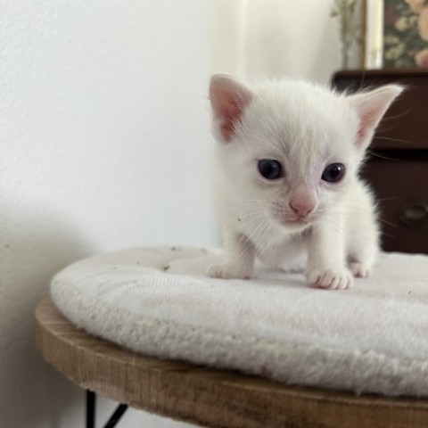 Momo, an adoptable Domestic Short Hair in Phoenix, AZ, 85086 | Photo Image 2