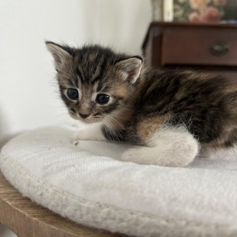 Katara, an adoptable Domestic Short Hair in Phoenix, AZ, 85086 | Photo Image 2