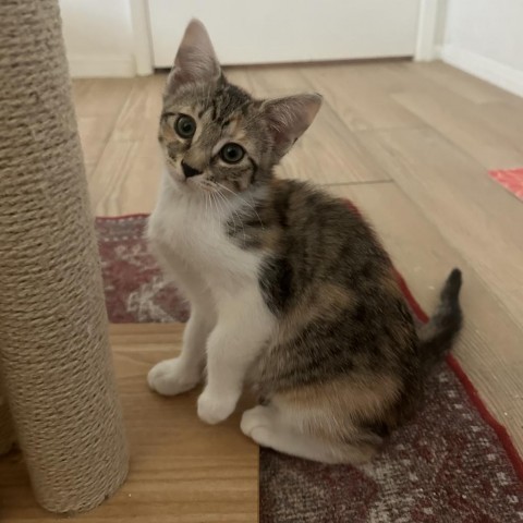 Toph, an adoptable Domestic Short Hair in Phoenix, AZ, 85086 | Photo Image 1