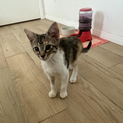 Toph, an adoptable Domestic Short Hair in Phoenix, AZ, 85086 | Photo Image 2