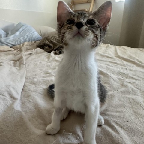 Toph, an adoptable Domestic Short Hair in Phoenix, AZ, 85086 | Photo Image 2